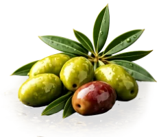 Rama de aceitunas